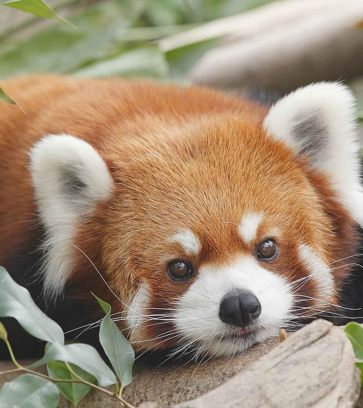 Red panda facts