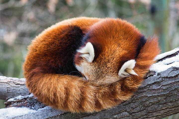 7 Facts to Make You Fall in Love with Red Pandas