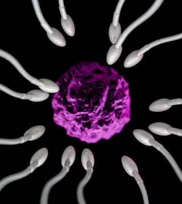 Where Does Fertilization Occur? 5 Things You Might Not Know