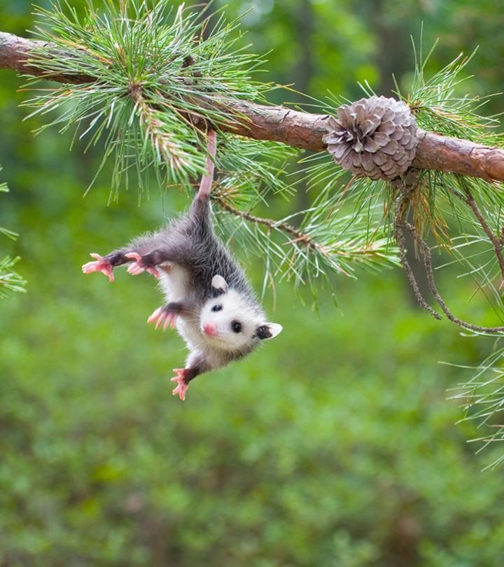 45 Interesting Opossum Facts For Kids