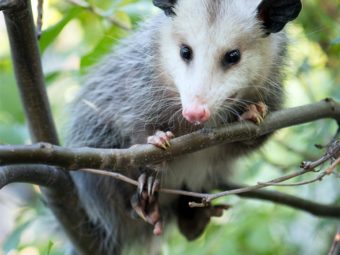 Opossum facts for kids