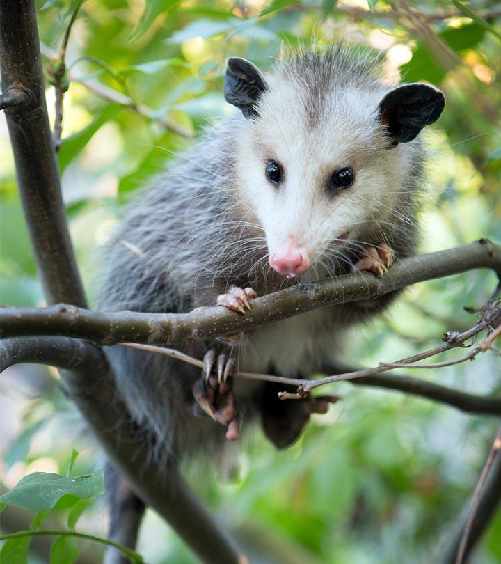 Opossum in a tree