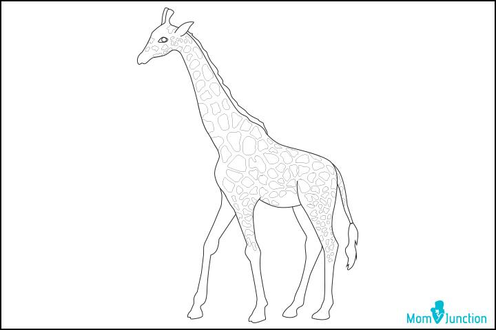 Giraffe Drawing - How To Draw A Giraffe Step By Step