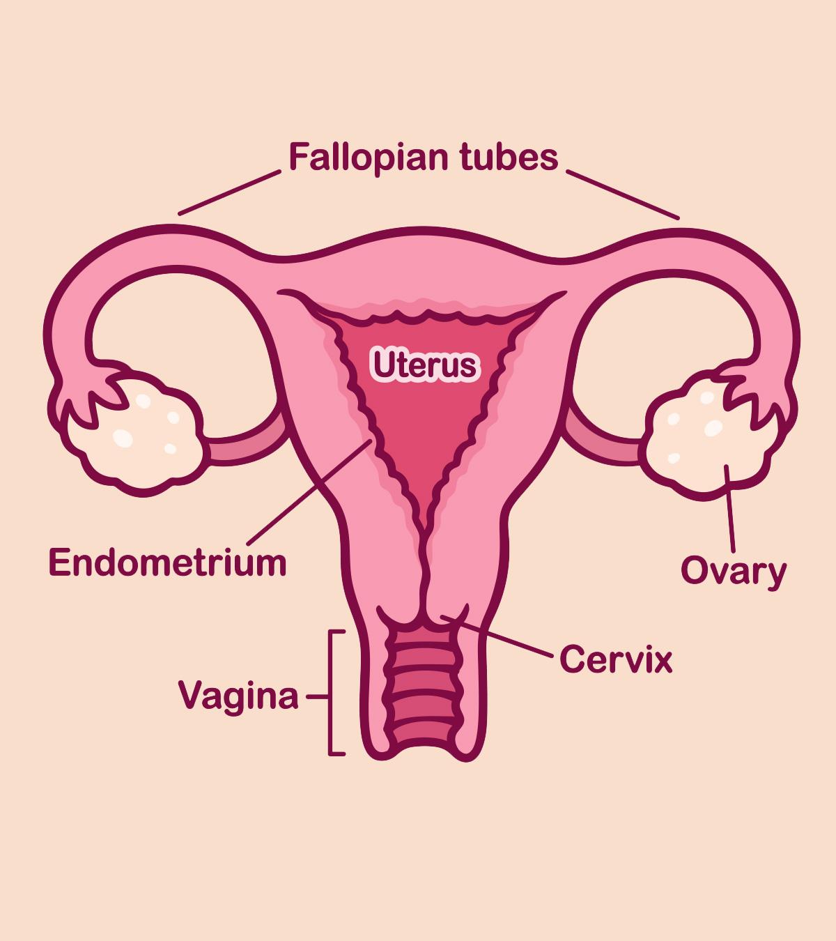 Cervical Position In Early Pregnancy: Its Role And Changes