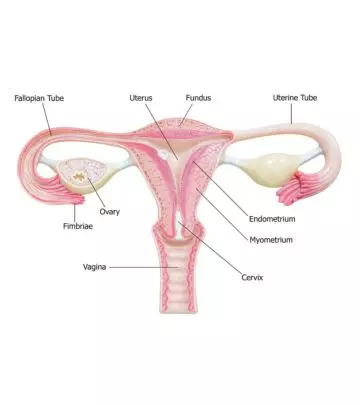 Endometrium Thickness In Pregnancy: Symptoms and Treatment