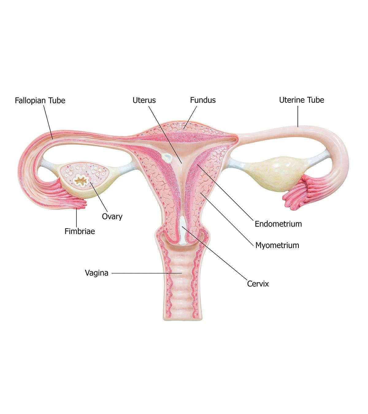 Endometrial Thickness What Is The Normal Range