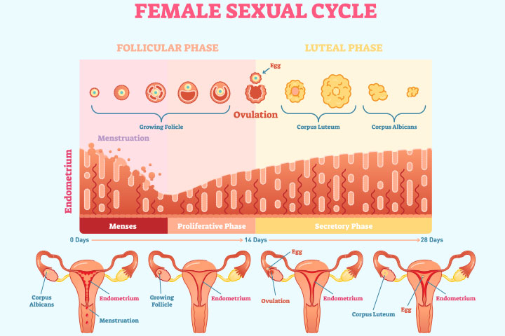 Variation of endometrium thickness in menstrual cycle