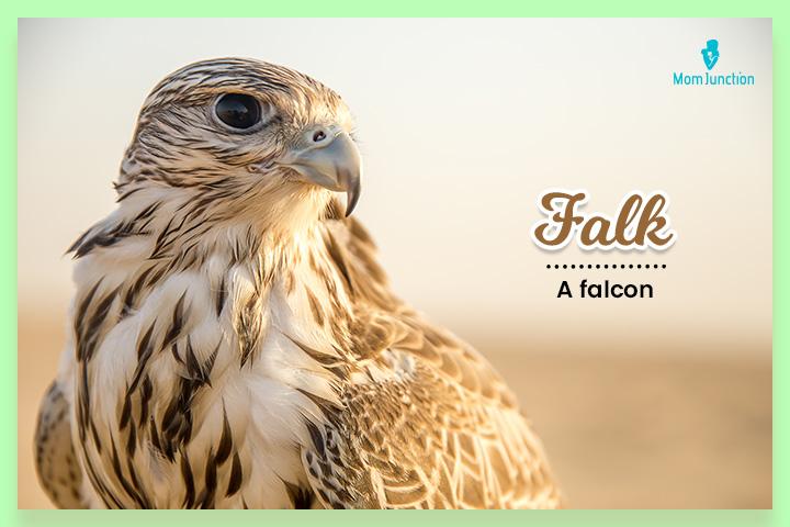 It is derived from the Scandinavian word ‘Falk’ 