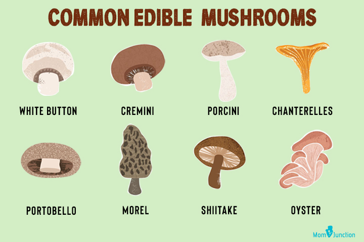 Common edible mushrooms for babies