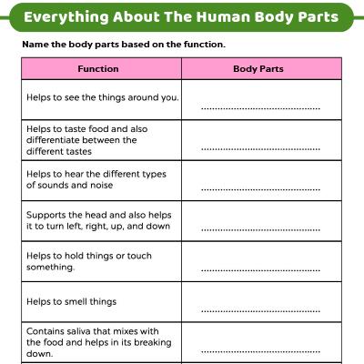 human body life science worksheets for first grade