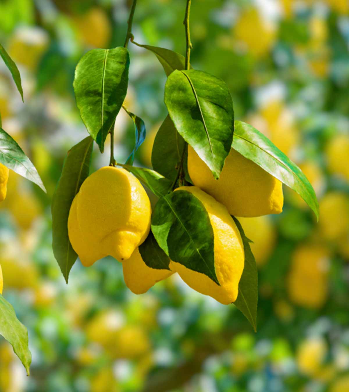 Is Lemon Good For Pregnancy?