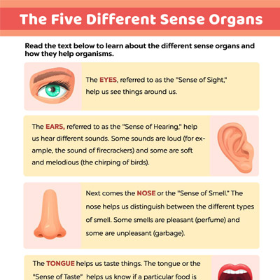 The Five Different Sense Organs