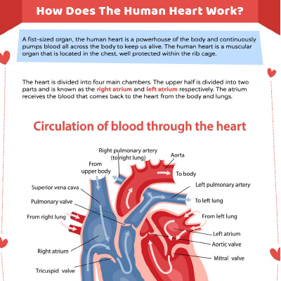 Anatomy Of The Human Heart Worksheet : An Introduction