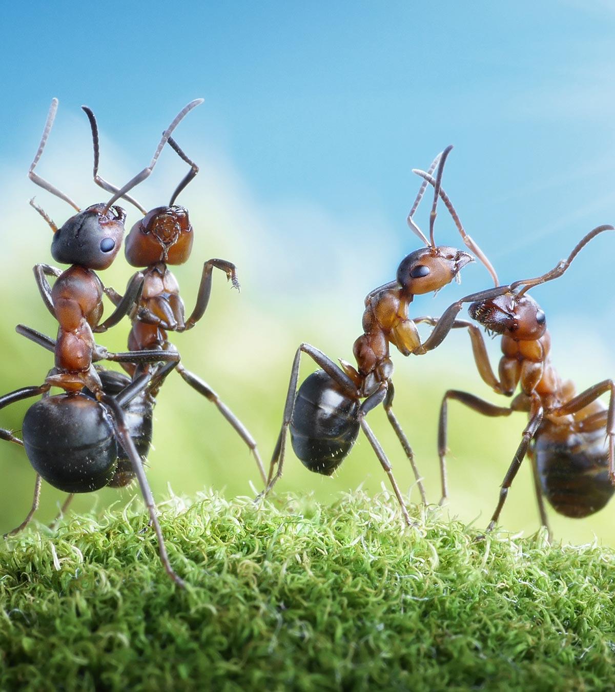 Facts About Ants For Kids
