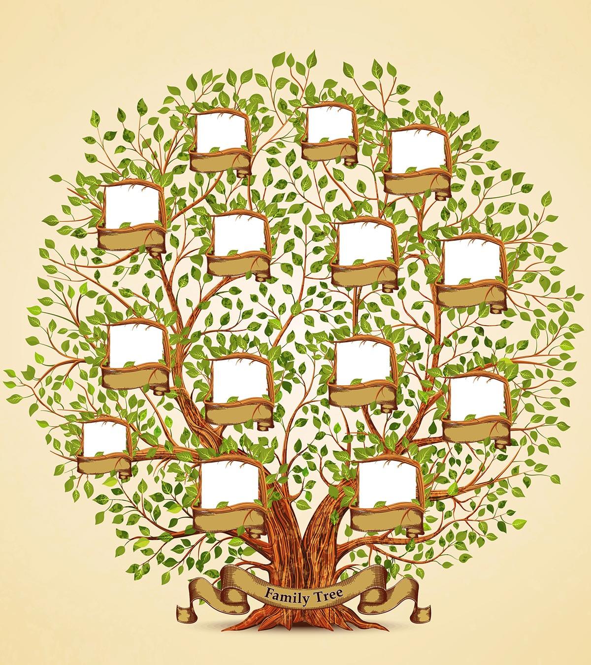 Family tree drawing