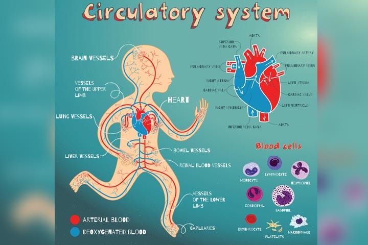 Heart & Circulatory System Diagram, Parts & Function, For Kids