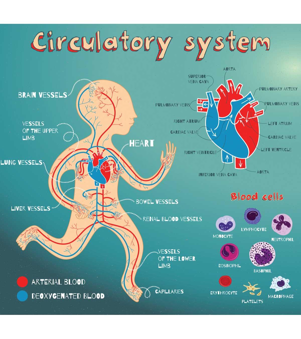 Medical Diagram Illustrating The Heart And Circulatory System