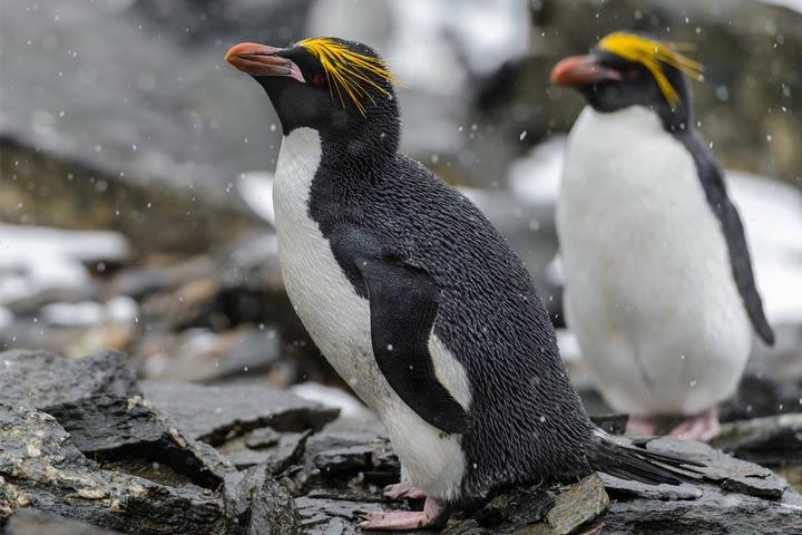 30 Interesting And Fun Facts About Penguins For Kids