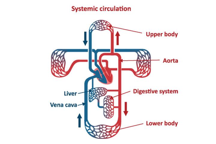 Heart & Circulatory System Diagram, Parts & Function, For Kids