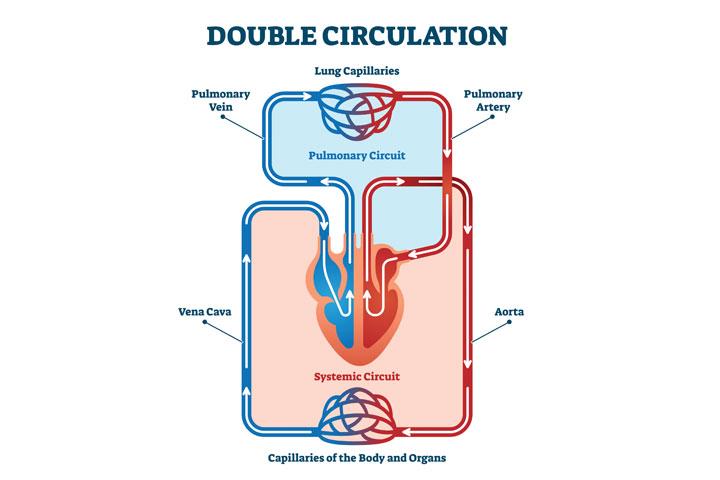 https://www.momjunction.com/wp-content/uploads/2020/09/The-pulmonary-circuit.jpg