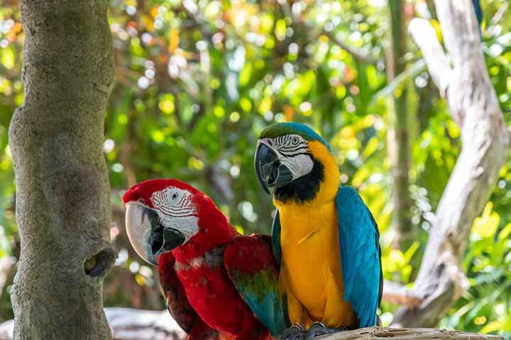 Interesting Facts About Parrots  Little Known Traits of These Unique Birds