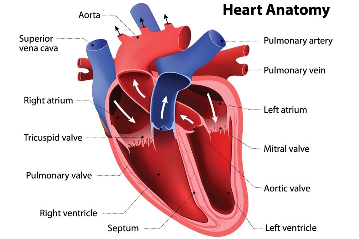 Heart & Circulatory System Diagram, Parts & Function, For Kids