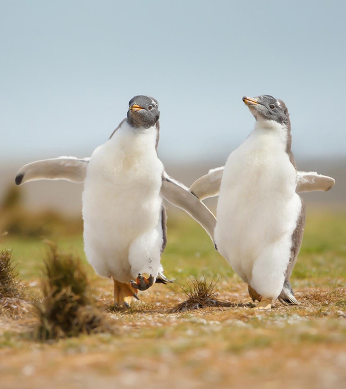 Animal Jokes For Kids