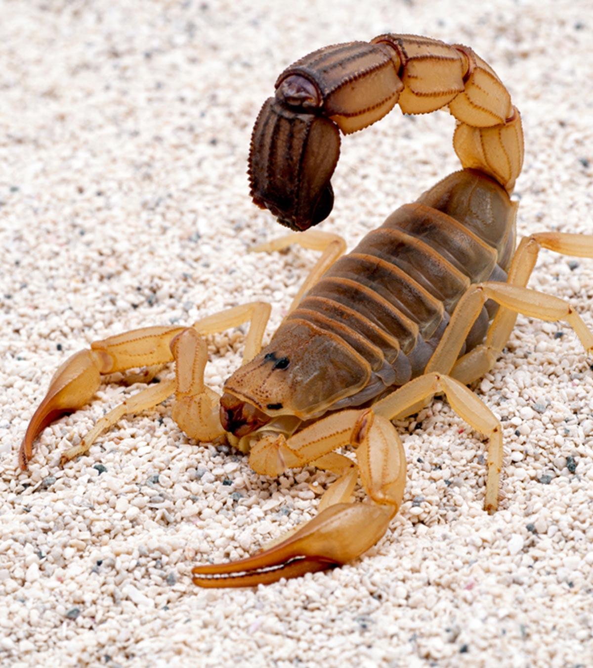 Facts About Scorpion For Kids