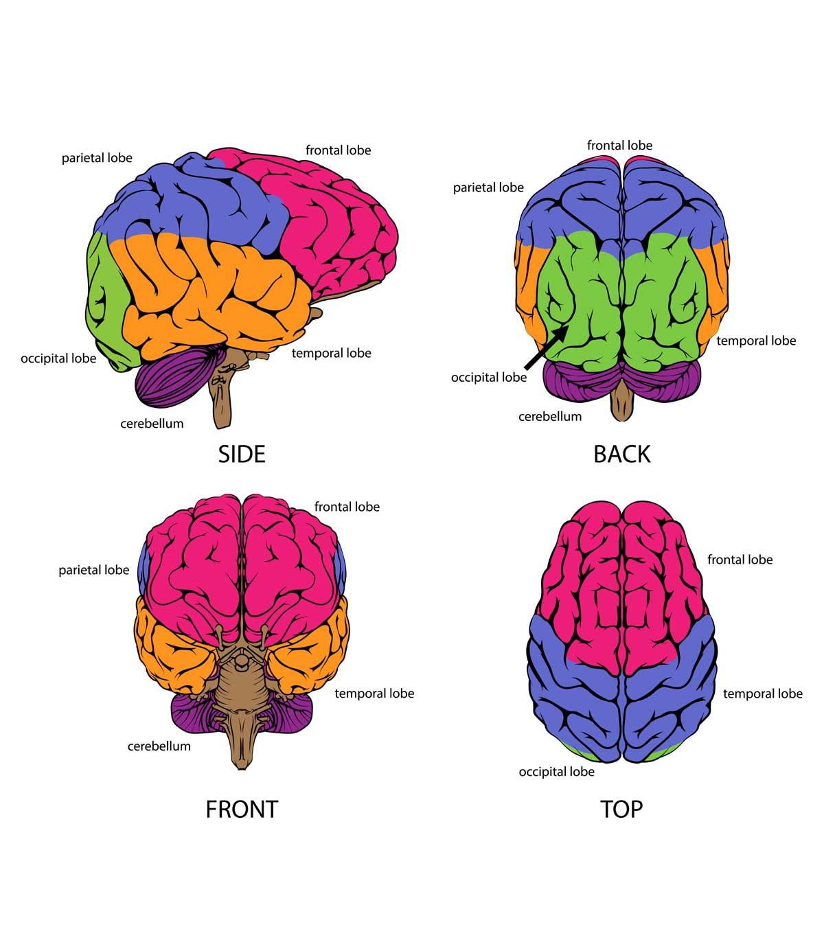 14 Informative Facts, Diagram & Parts Of Human Brain For Kids