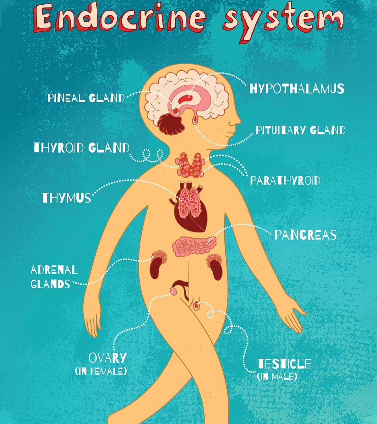 Endocrine System: Its Parts & Functions For Kids To Know