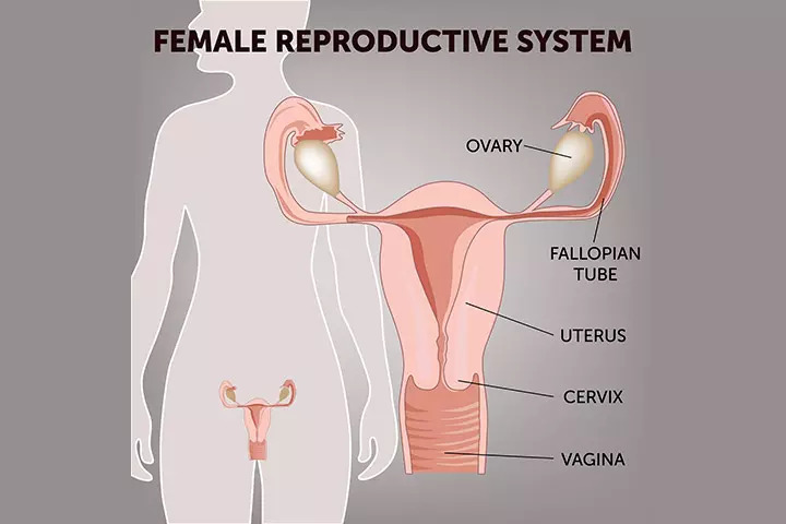Female Reproductive System Anatomy Diagram Parts And Function