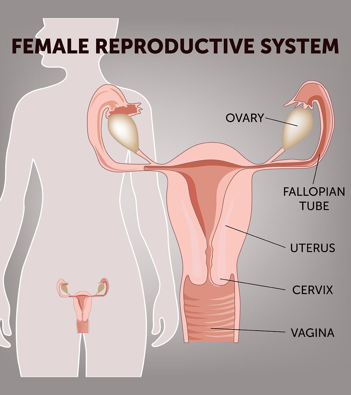A female reproduction system