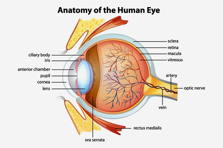 6 Fascinating Facts About Your Eyes And Your Vision