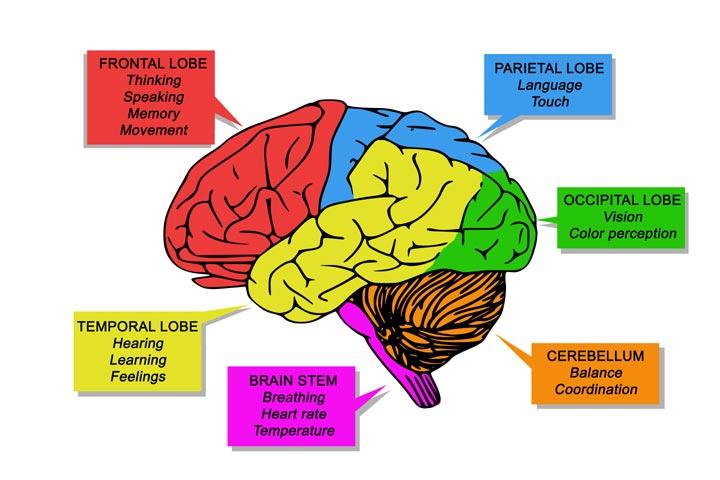 Fake brain 3 Diagram