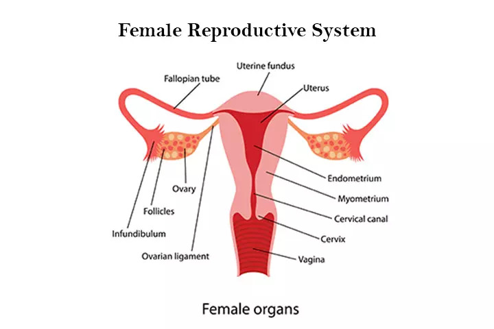 Diogram of a female sex organ