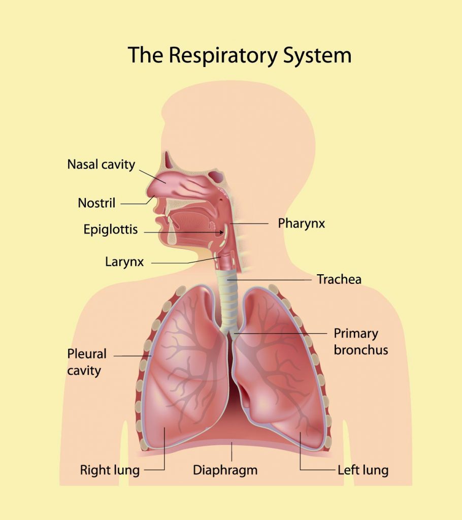 https://www.momjunction.com/wp-content/uploads/2020/10/Respiratory-System-For-Kids-1-910x1024.jpg