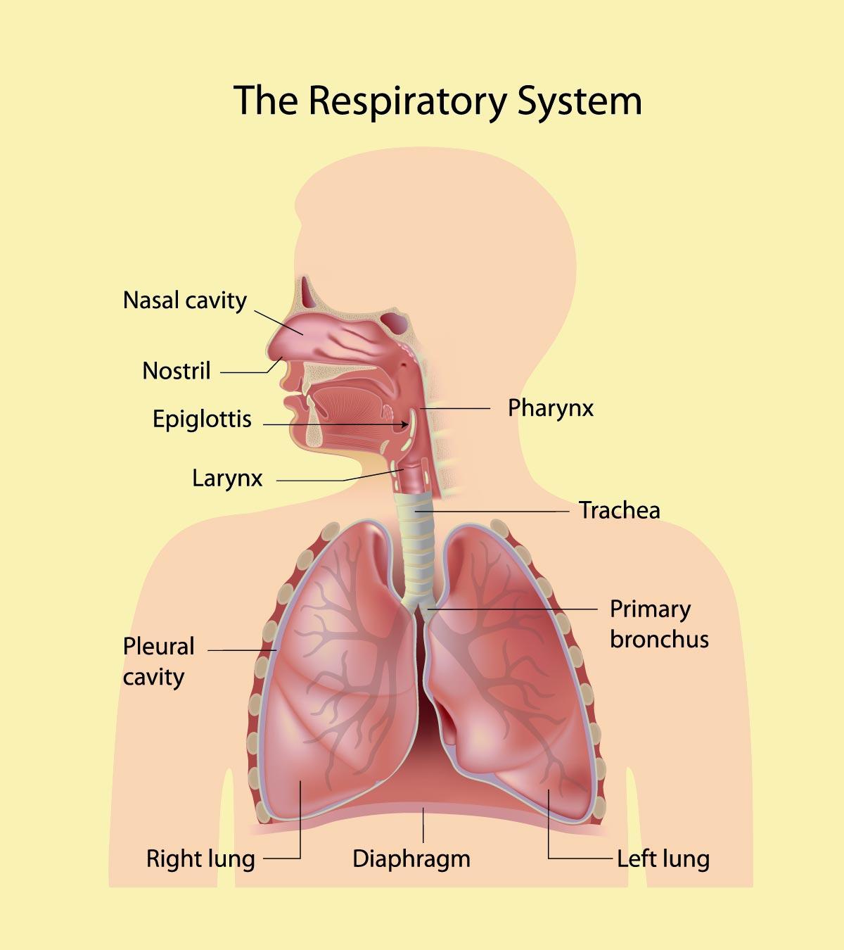 Facts About Respiratory System For Kids