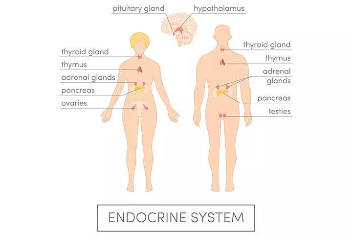 Endocrine System Diagram Parts And Functions For Kids