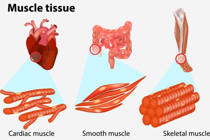 13 Muscle Facts For Kids, Types, Diagram, And Parts