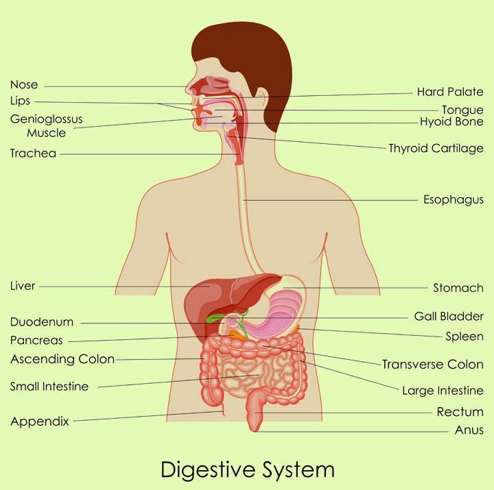 human organs diagram for kids