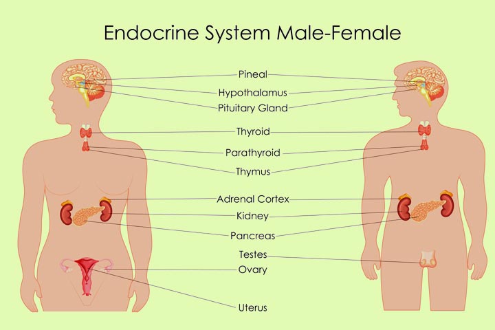 Endocrine system facts facts for kids