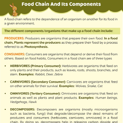 Food Chain And Its Components