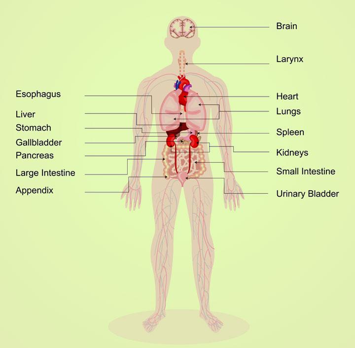 human organs diagram for kids