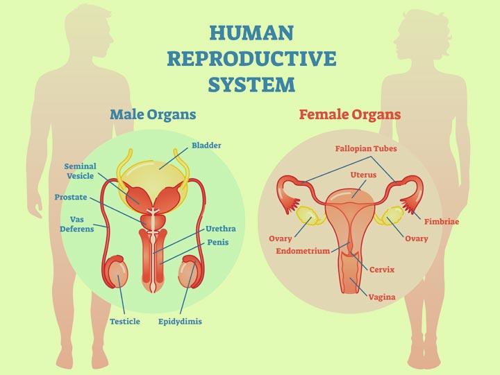 The Human Body: Anatomy, facts & functions