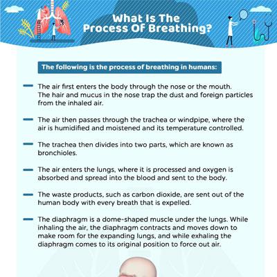 How Do We Breathe? Process Of Respiration Explained