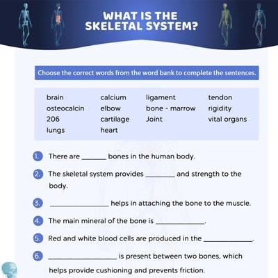 Human Skeletal System Quiz