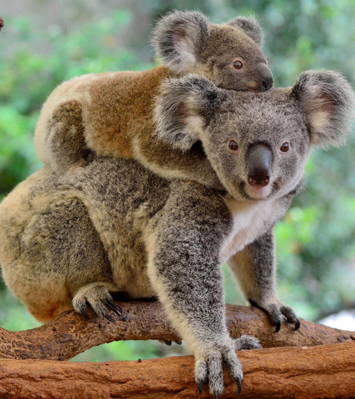 A baby koala with her mom