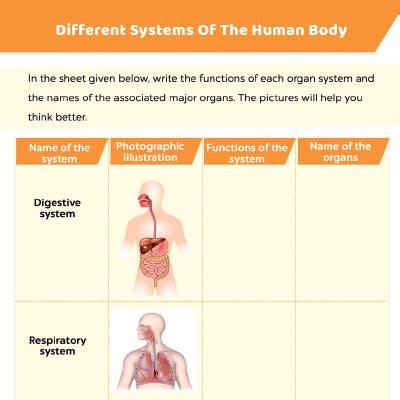 function of body system in human body