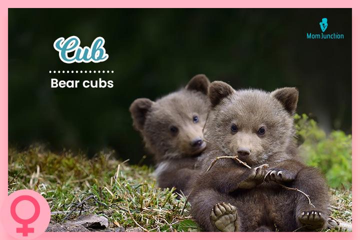 BEAR meaning, definition & pronunciation, What is BEAR?