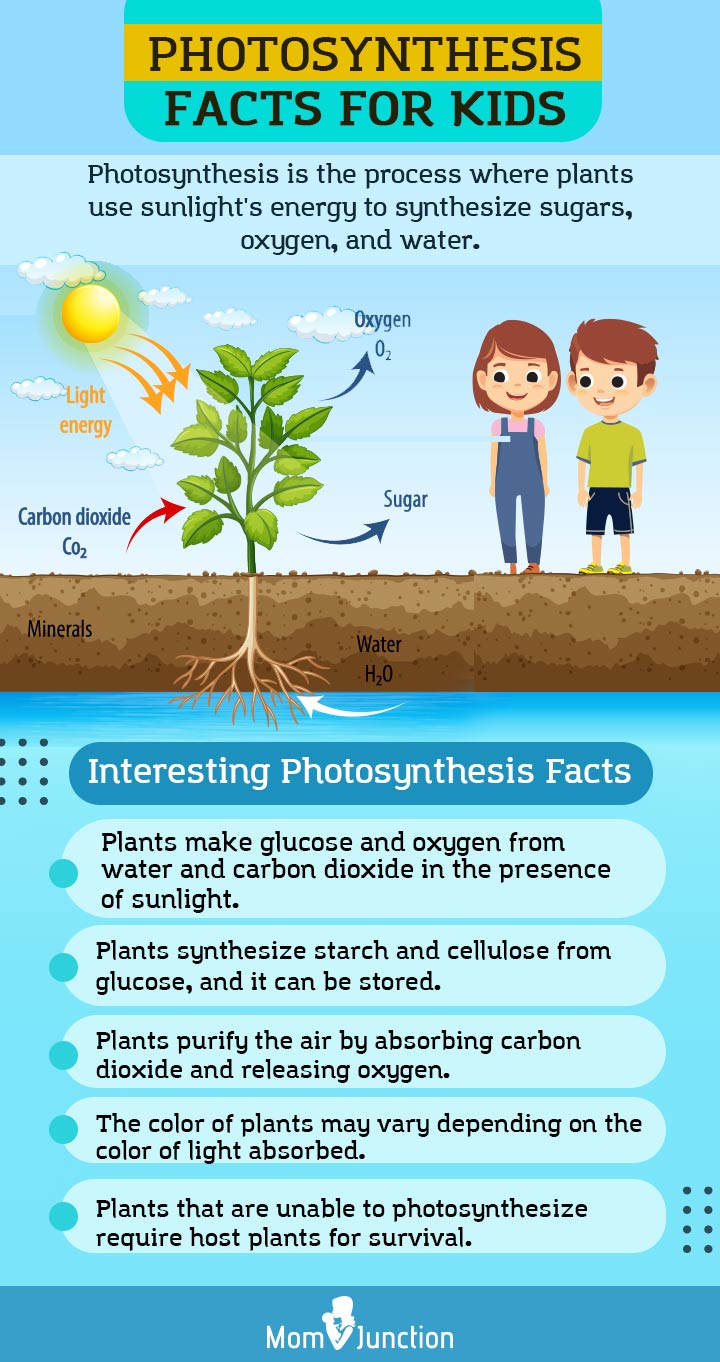Photosynthesis For Kids: Definition, Process, Diagram & Facts